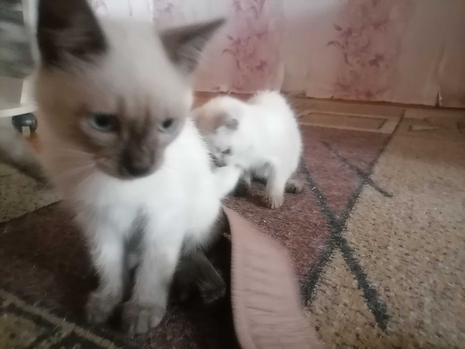 Кошечки и котик, сиамские.