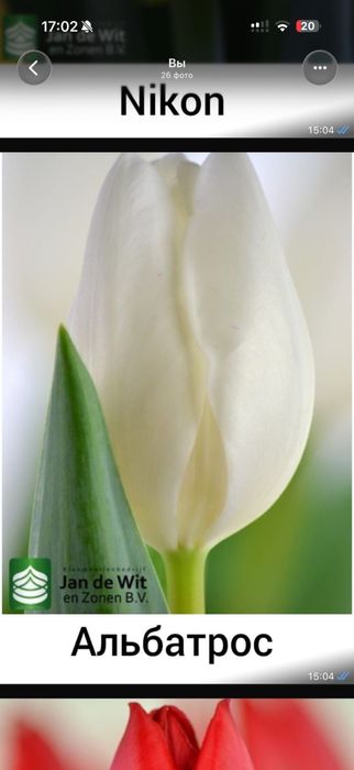 Тюльпаны оптом.