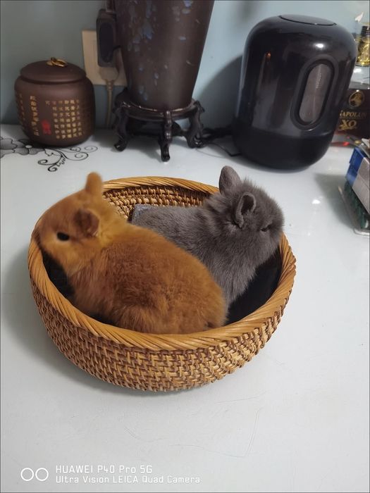 Statusingizga mos Premium Quyon — Qizil Satin Olmaxon!