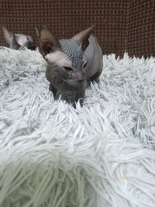 Продаются котята сфинксы