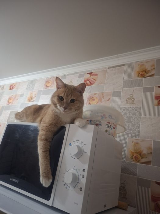 Отдам в хорошие добрые руки