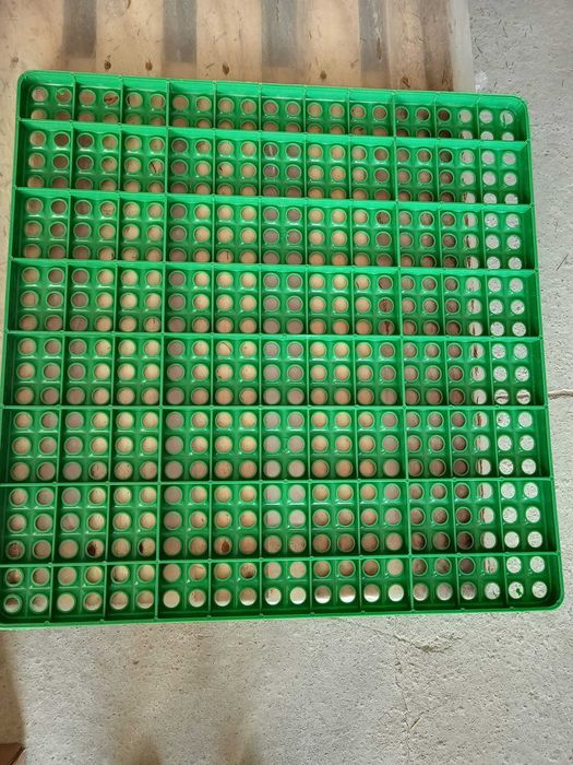 Скаров под, Дъна за клетка за зайци 59х59 см, Комплект 10 броя