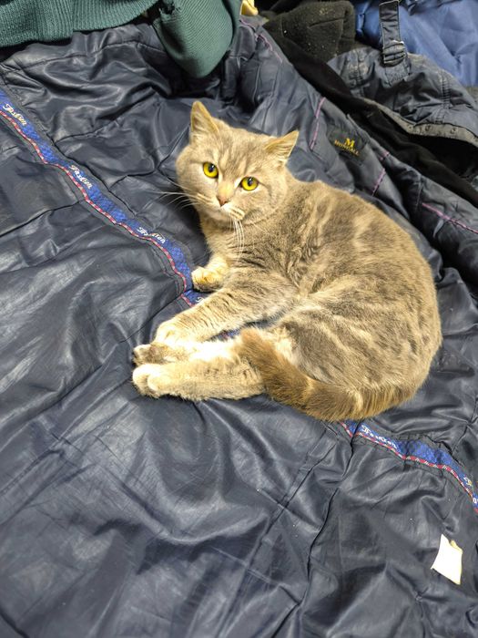 Продам кошка. Очень хорошая