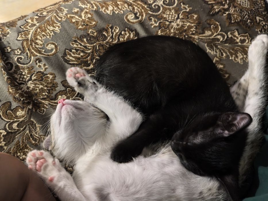 Котята  ищут своих людей