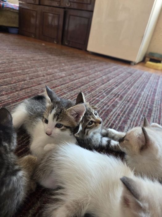 Отдам котят в хорошие руки