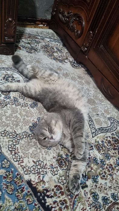 Scottish Fold sotiladi