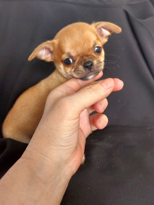 Продаю щенка чихуахуа