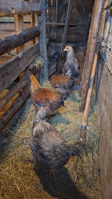 Vând cocoși brahma