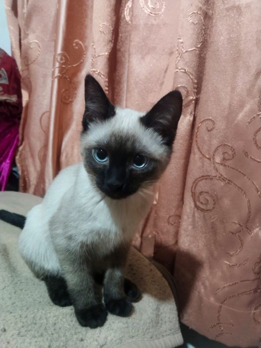 Котята отдам в добрые руки