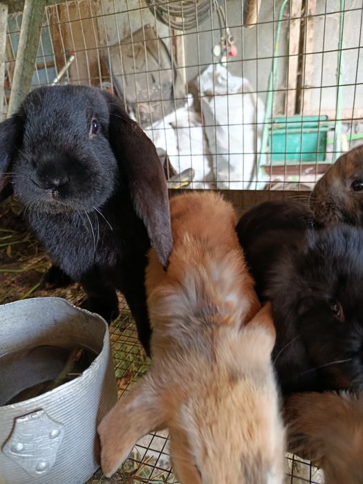 Продам чистопородных крольчат
