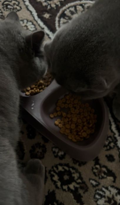 Scottish Fold o'g'il va Scottish stright qiz bola mushuklar