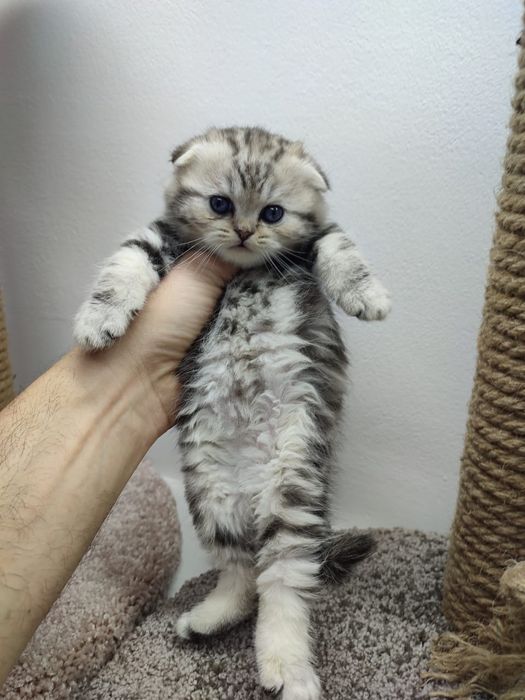 КоТикИ шоТлаНдские