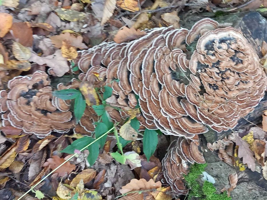 coada curcanului si ganoderma reishi