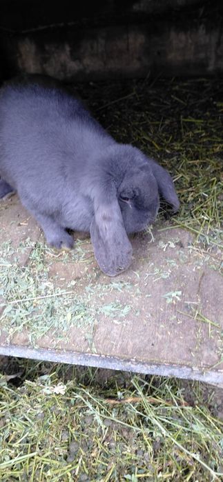 Vând iepuri berbec uriaș german