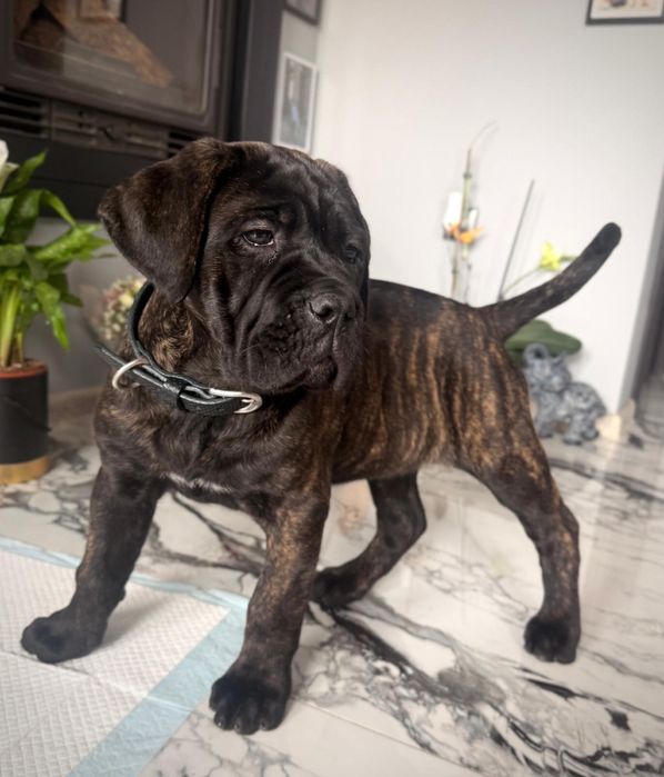 Женско кученце кане корсо италяно шоу клас от родословни родители