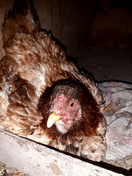 Курки , kurki ,Наседка макёнлар сотилади