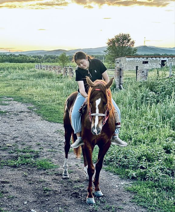 Продам жеребча систокровный 5 лет полных . Обученый под седло