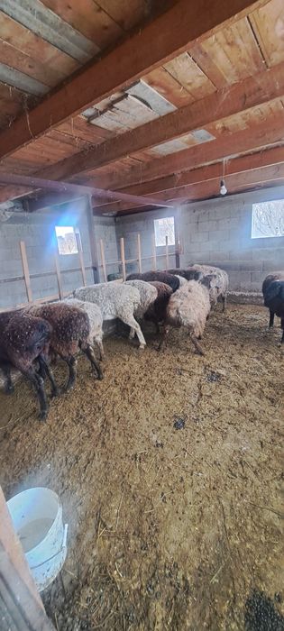 Кой токты бараны