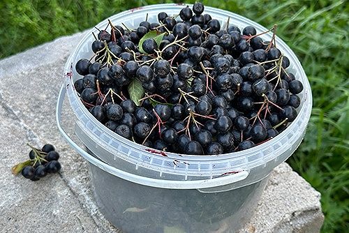 Черноплодная рябина дачная