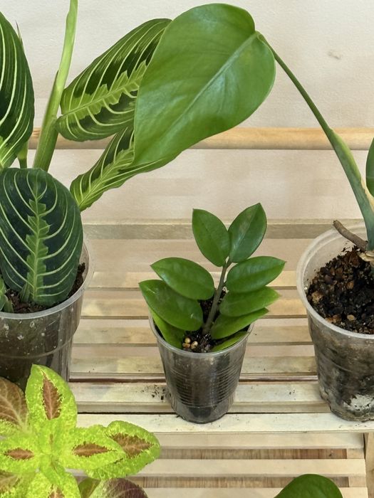 Набор из 6 цветов