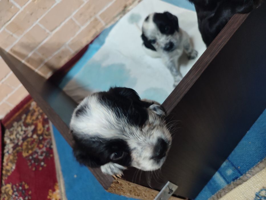 Продам щенят спаниеля