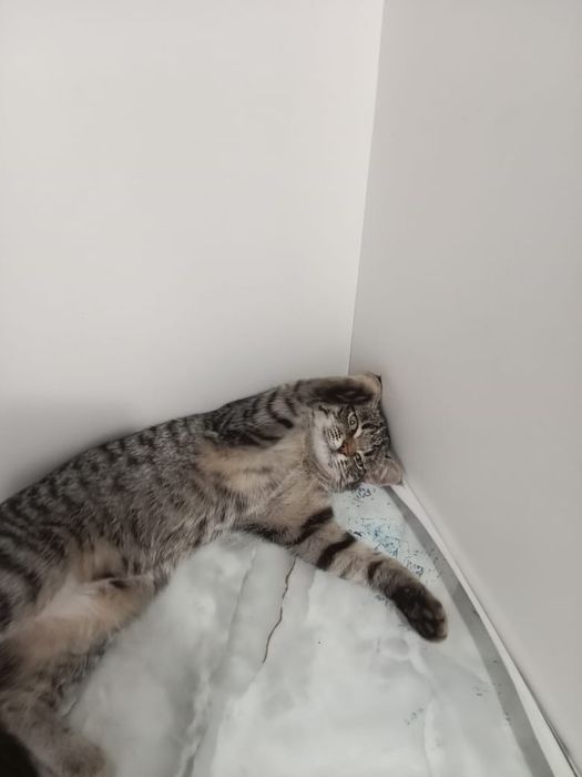 Отдам котенка  девочку в добрые руки