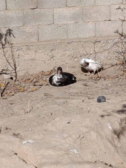 Продается индаутки