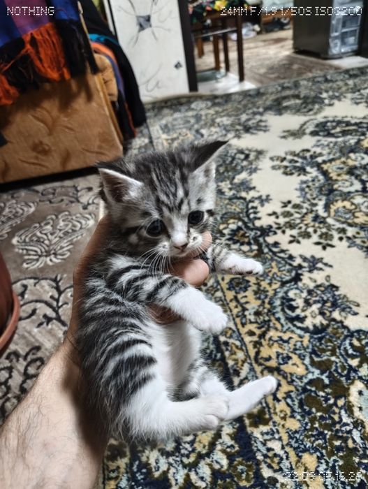 Котята очаровашки