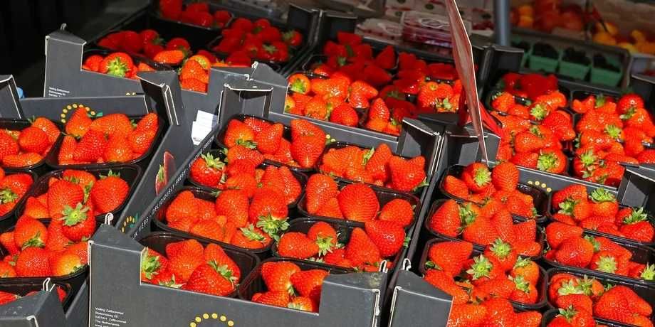 Stoloni capsuni Clery