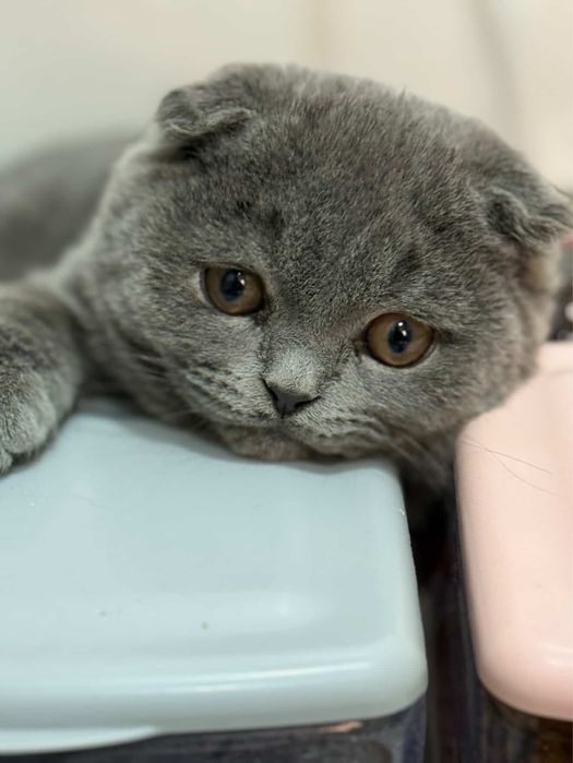 Продается котенок скотиш фолд  девочка , 3,5 месяца