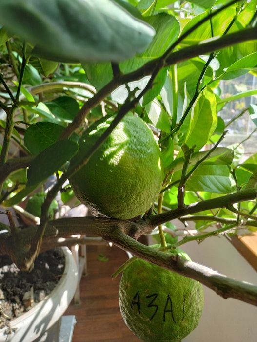 Плодоносящий лимон