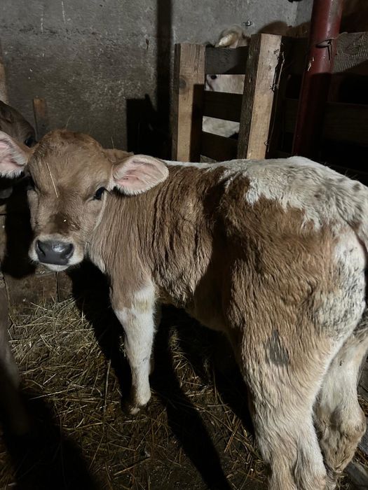 Vitea baltat de vanzare