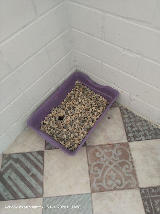 Отдам катенка мальчик