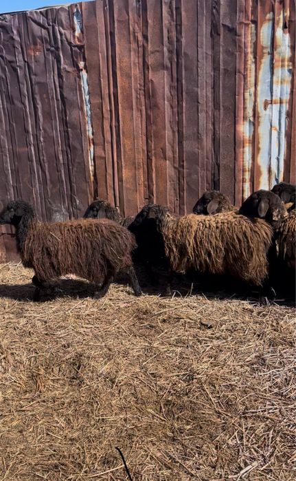 Токтылар сатылады . Малдануга
