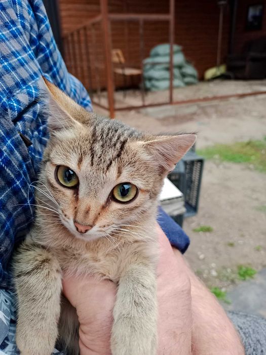 Котята бесплатно в добрые руки