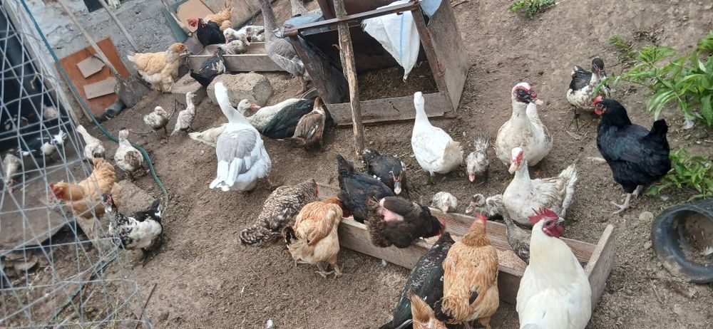 Găini, Rațe si Gâște de vânzare
