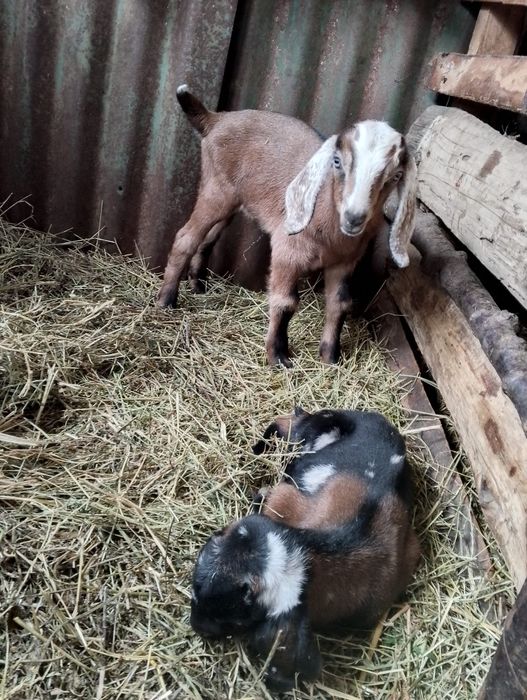 Țăpișor și capra anglonubian