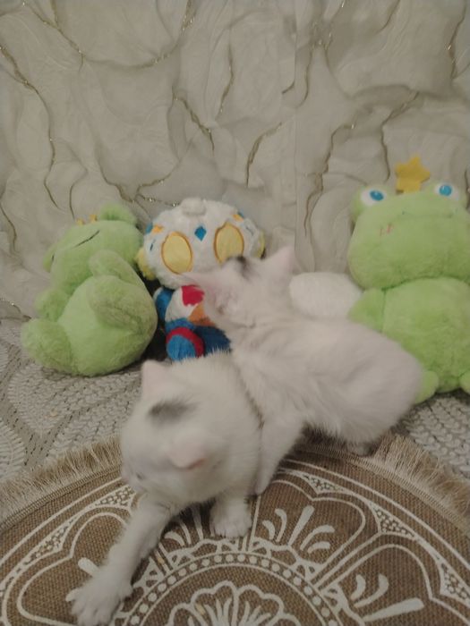 Отдам в добрые руки