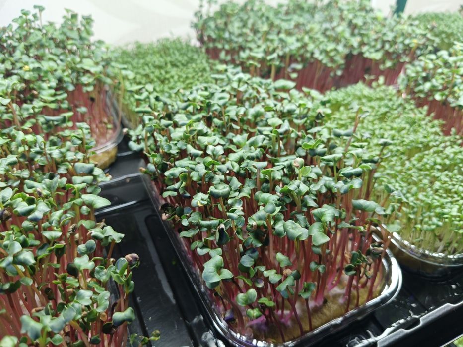 Распродажа комнатных растений, микрозелени! Замиокулькас обычный, рав