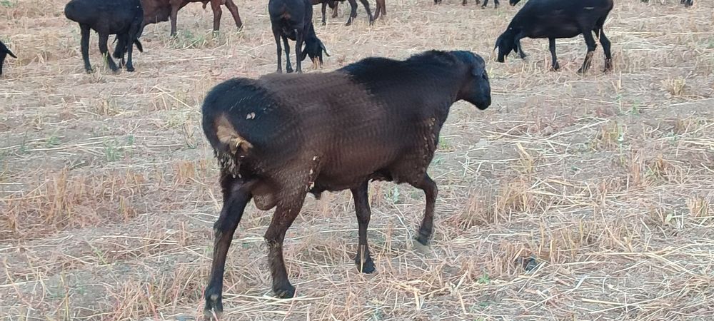 Qozi Qochqorla va kotta zotga tushadigan Qochqorla bor sotiladi