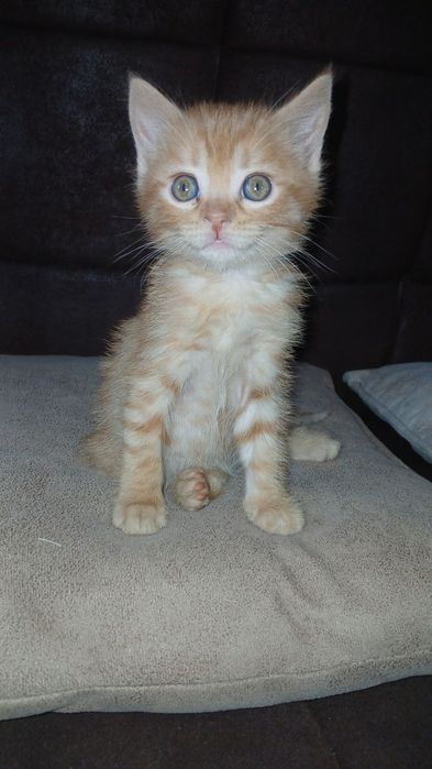 Отдам в добрые руки котят ,домашние чистые