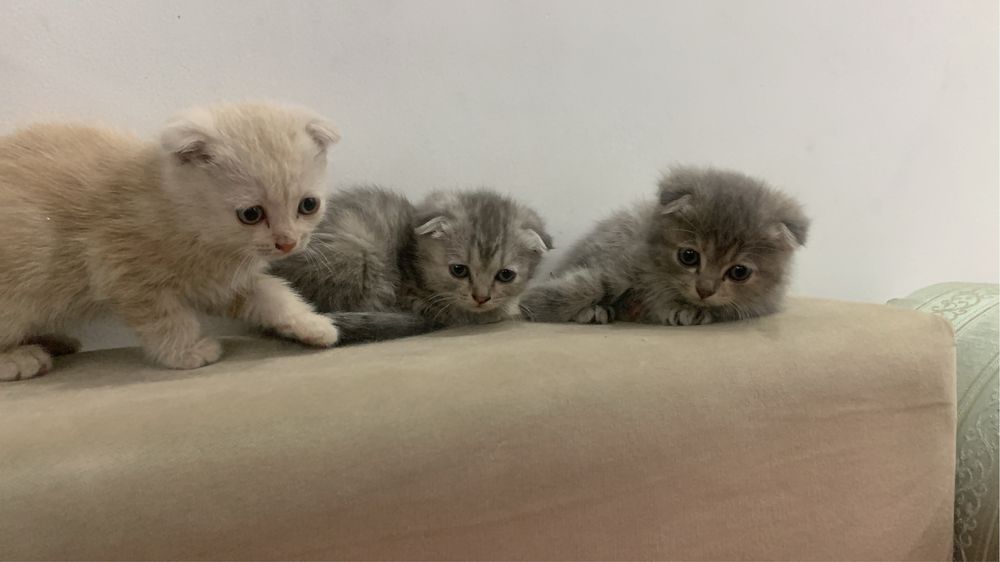 Прадаются кошки вислоухие