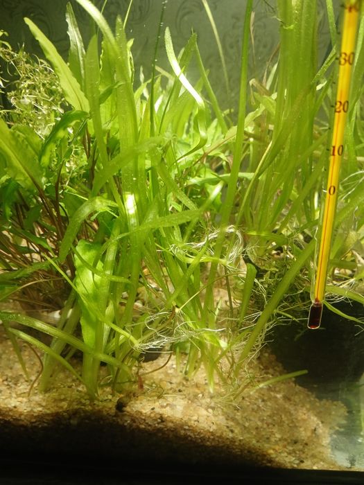 Аквариум 60 л с рыбой в комплекте