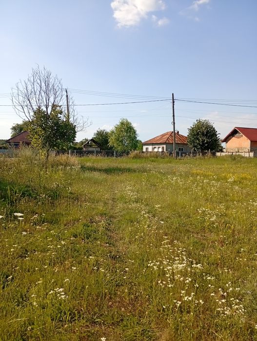 Sa făcut junglă pe terenul dumneavoastră?