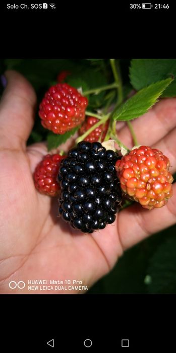 Drajoni mure thornfree.