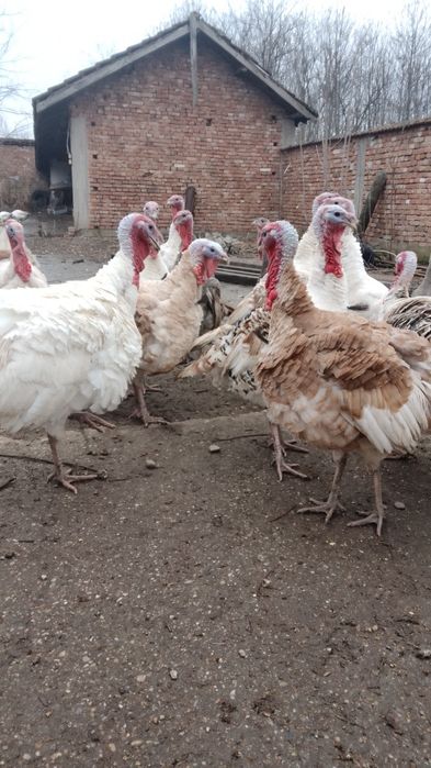 Пуяци и пуйки!!!