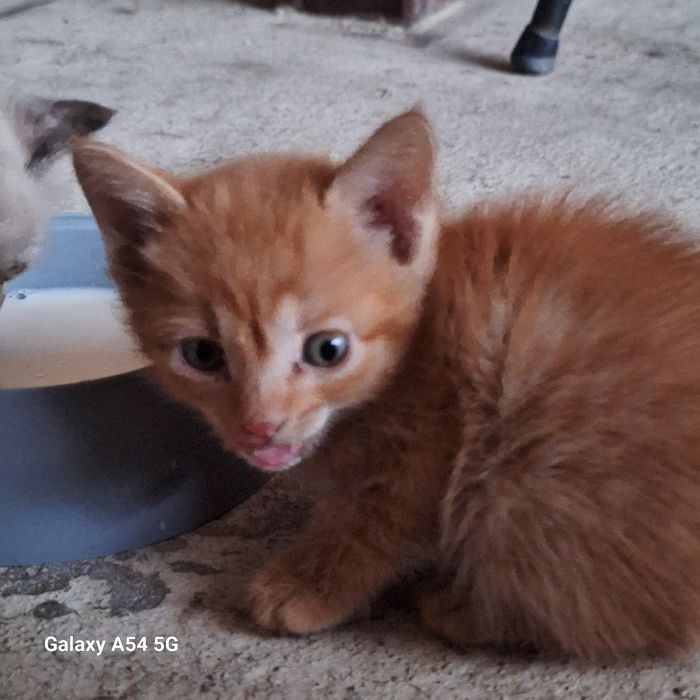 Отдам катят бесплатно в добрые руки