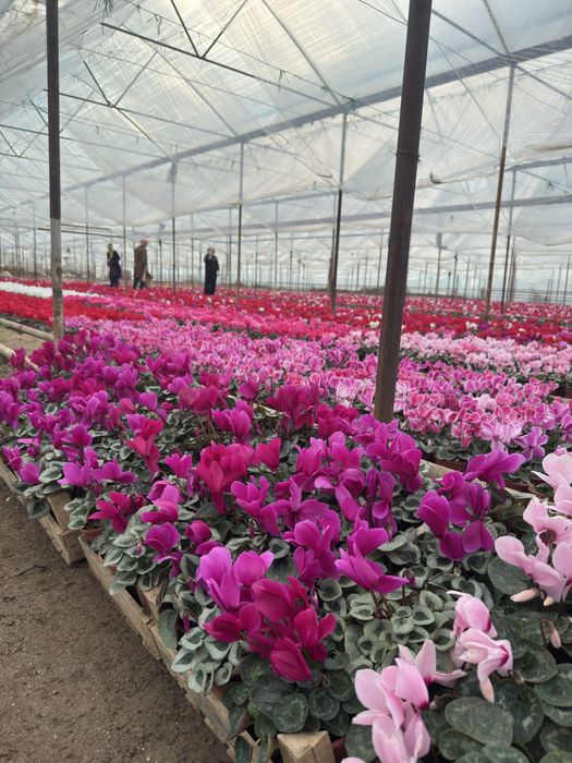 Steklamen Gullar sotuvda