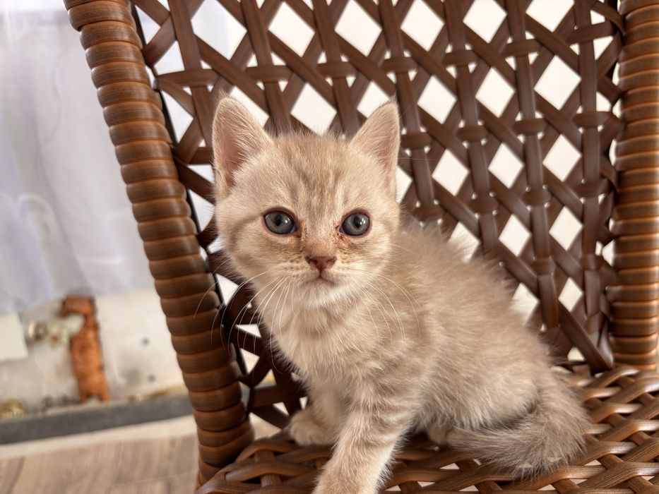 продам шотландских котят