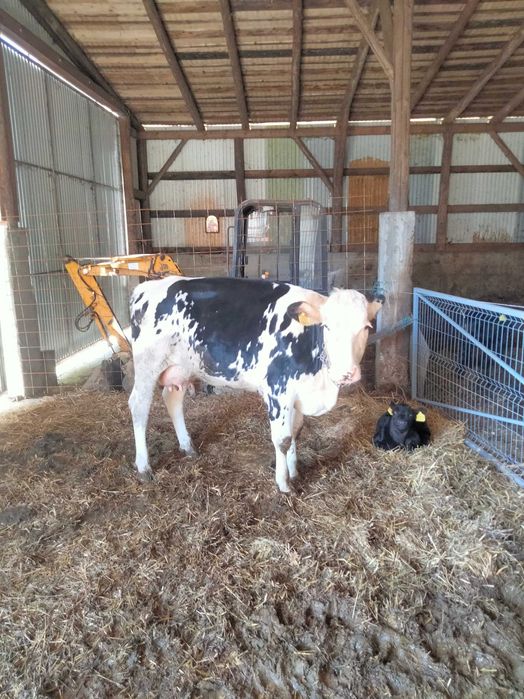 Vând junca Red holstein